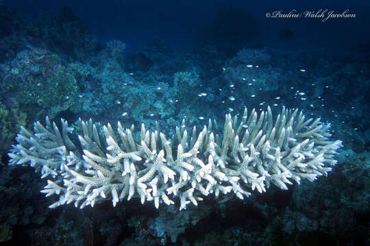 Image of Giant spiky table coral