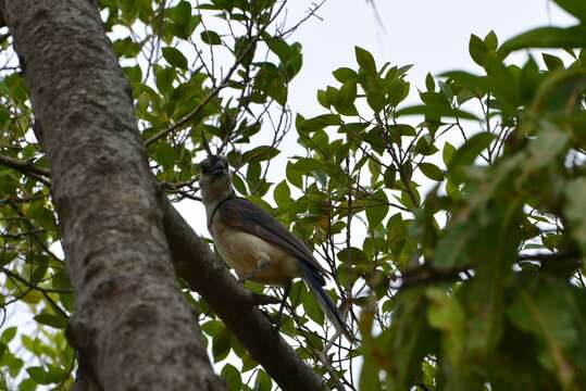 Image of Magpie-jay