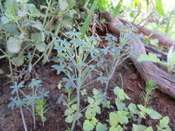 Image of Oxalis livida var. altior T. M. Salter