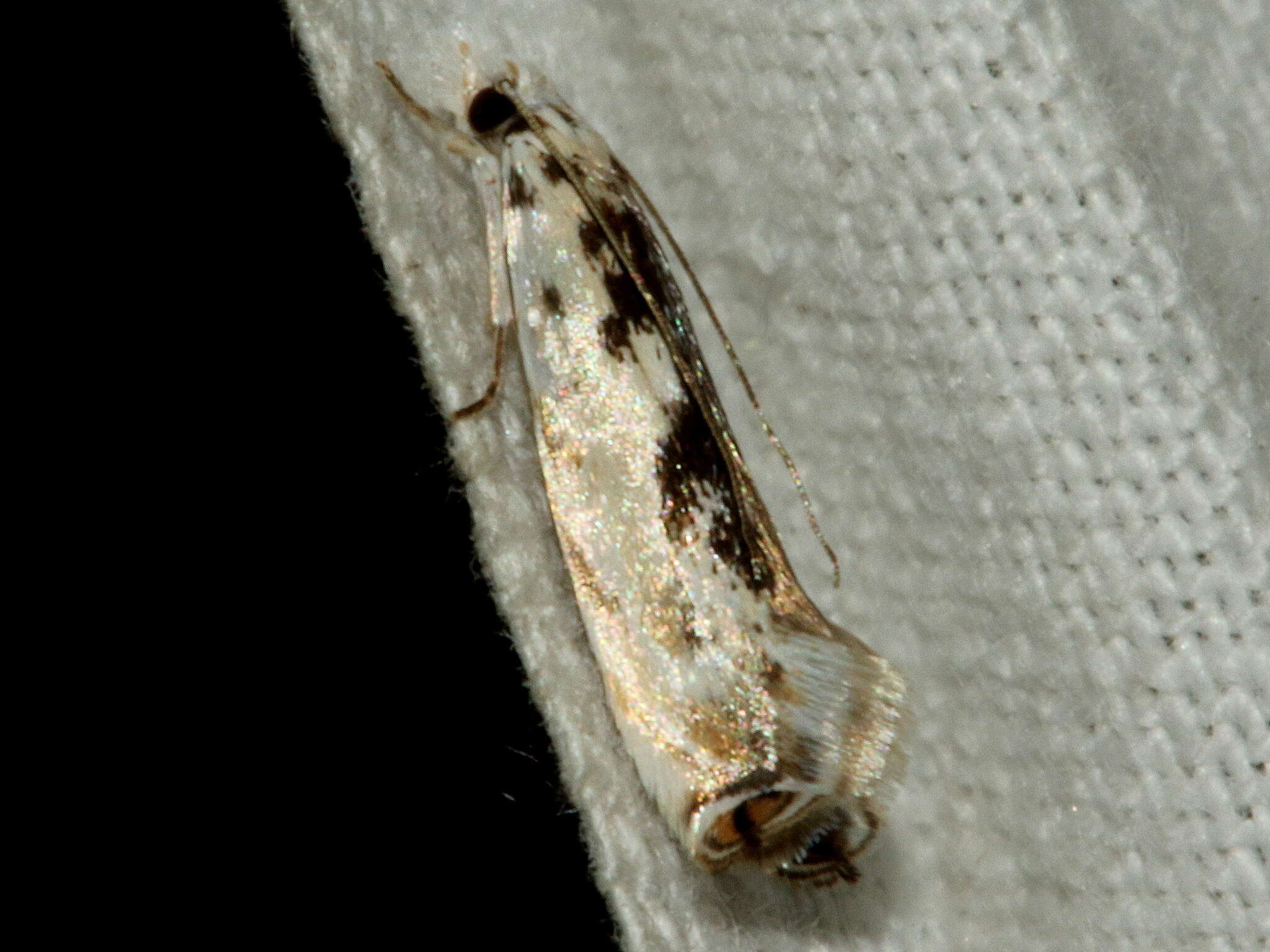 Image of Erechthias mystacinella (Walker 1864)