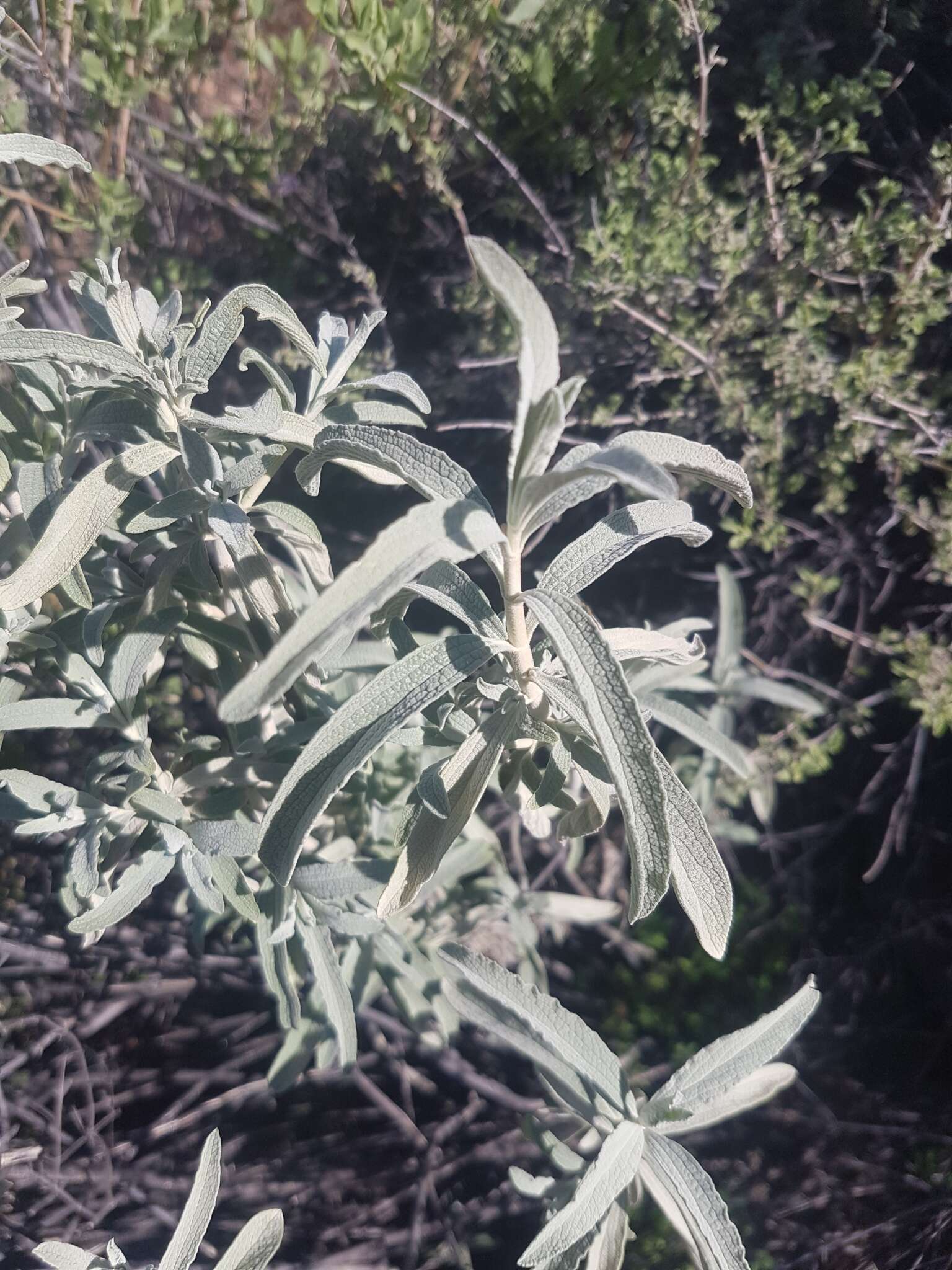 Слика од Stachys flavescens Benth.