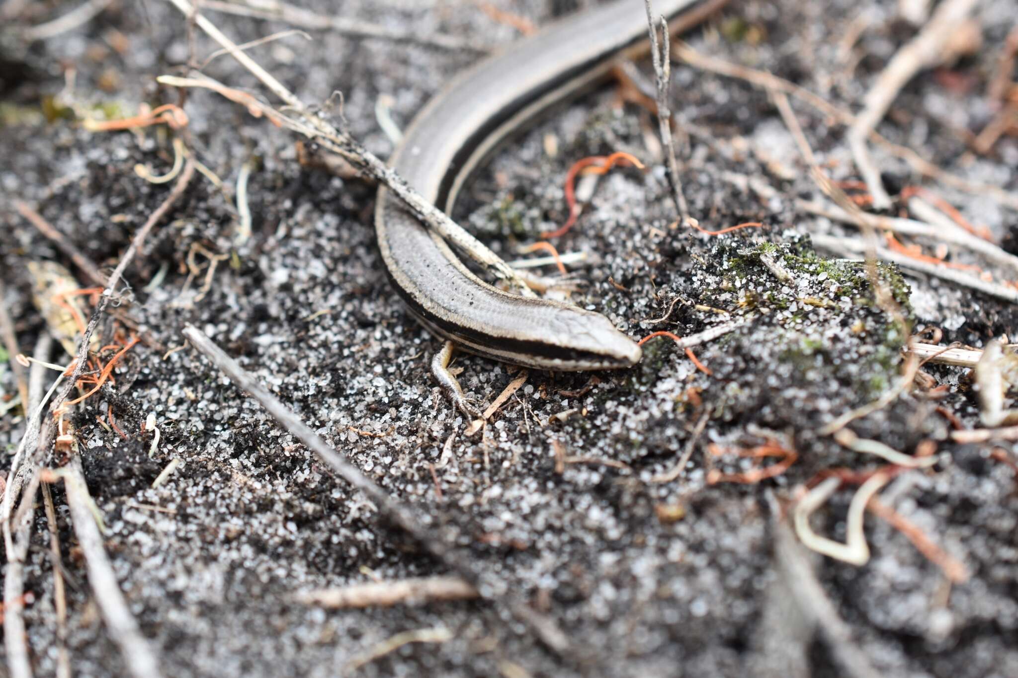 Image of South-western Orange-tailed Slider