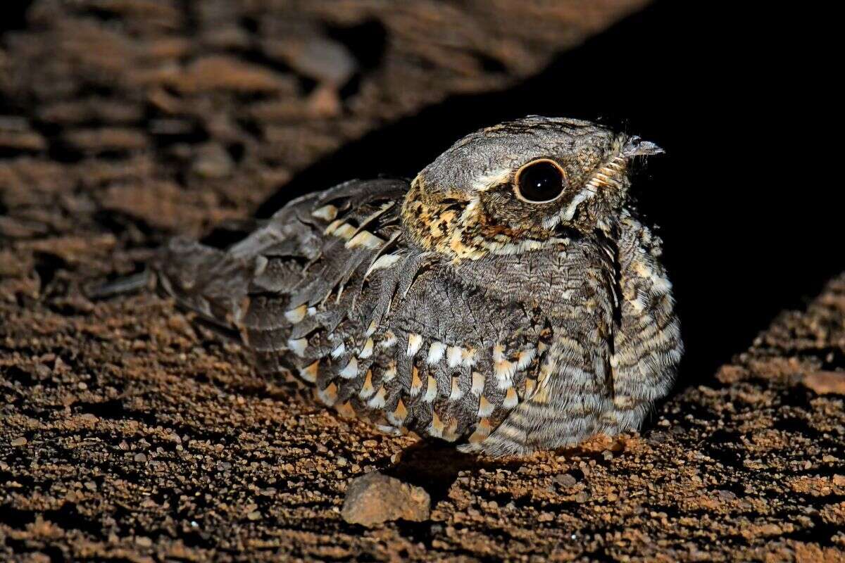 Image of Indian Nightjar