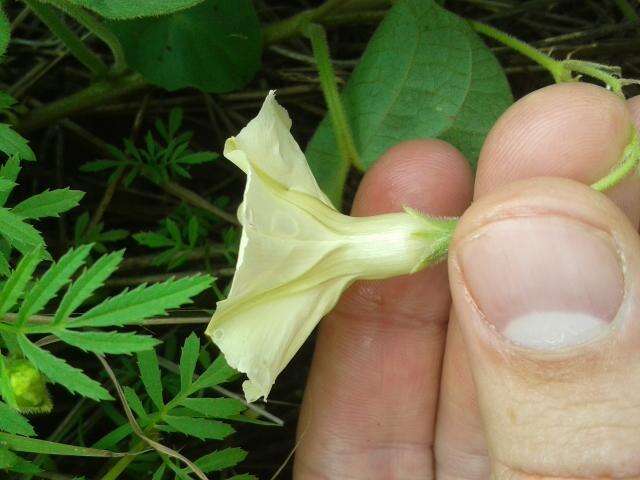Image of Ipomoea obscura var. obscura