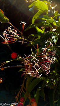 صورة Ixora platythyrsa Baker