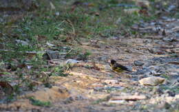 Image of Vietnamese Greenfinch