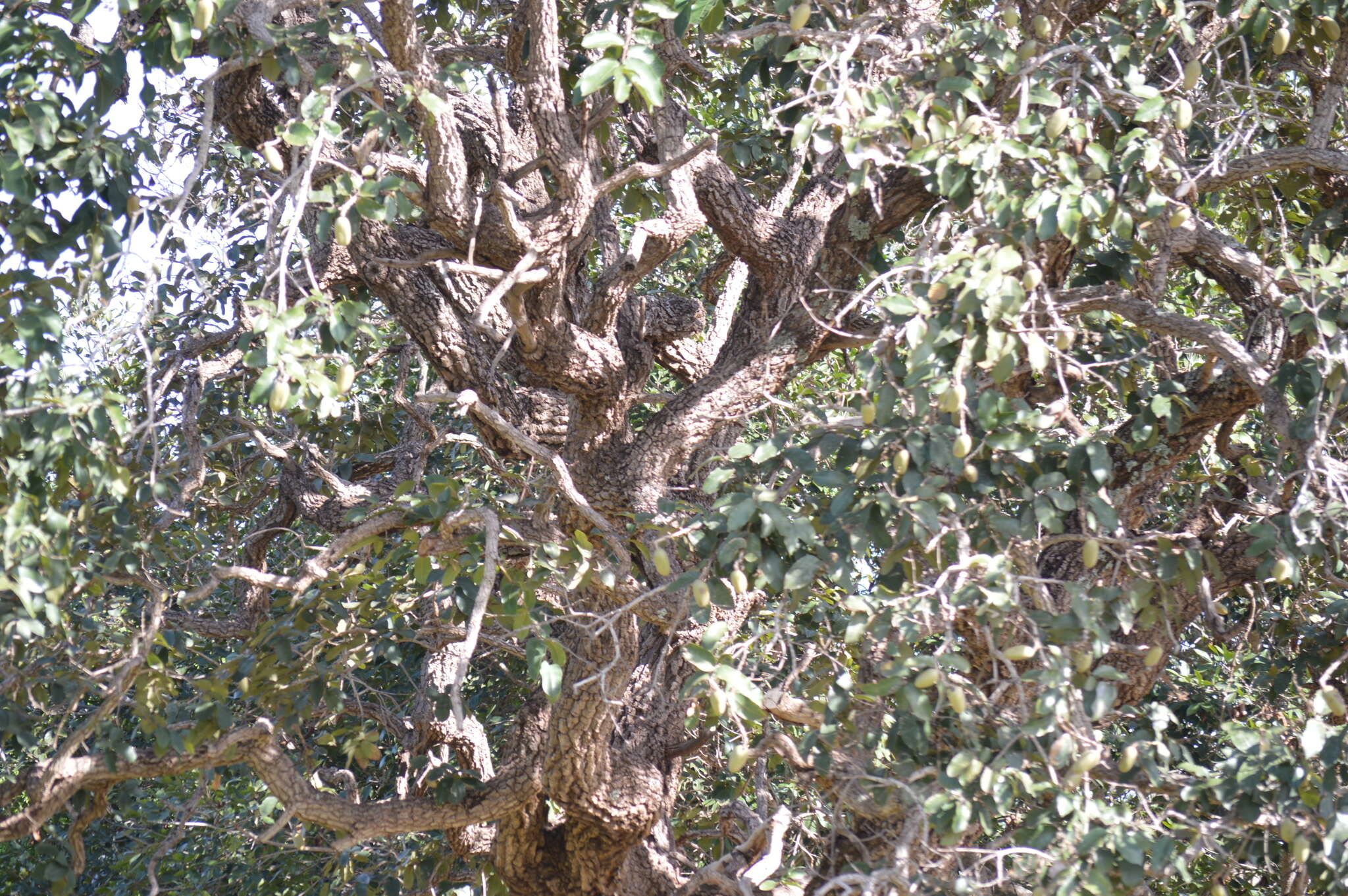 Image of Qualea grandiflora Mart.