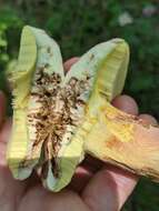 Image of butter bolete