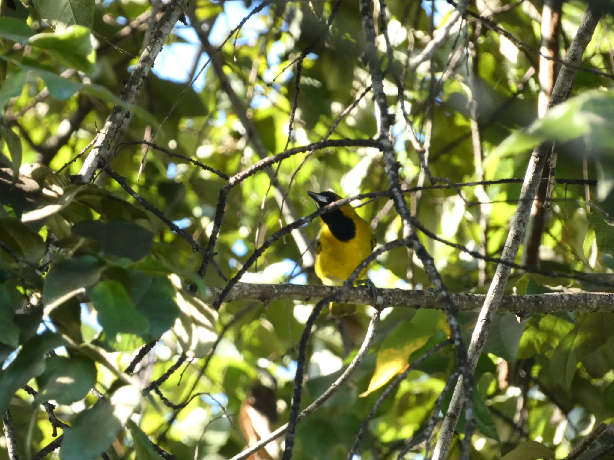 Imagem de Icterus leucopteryx (Wagler 1827)