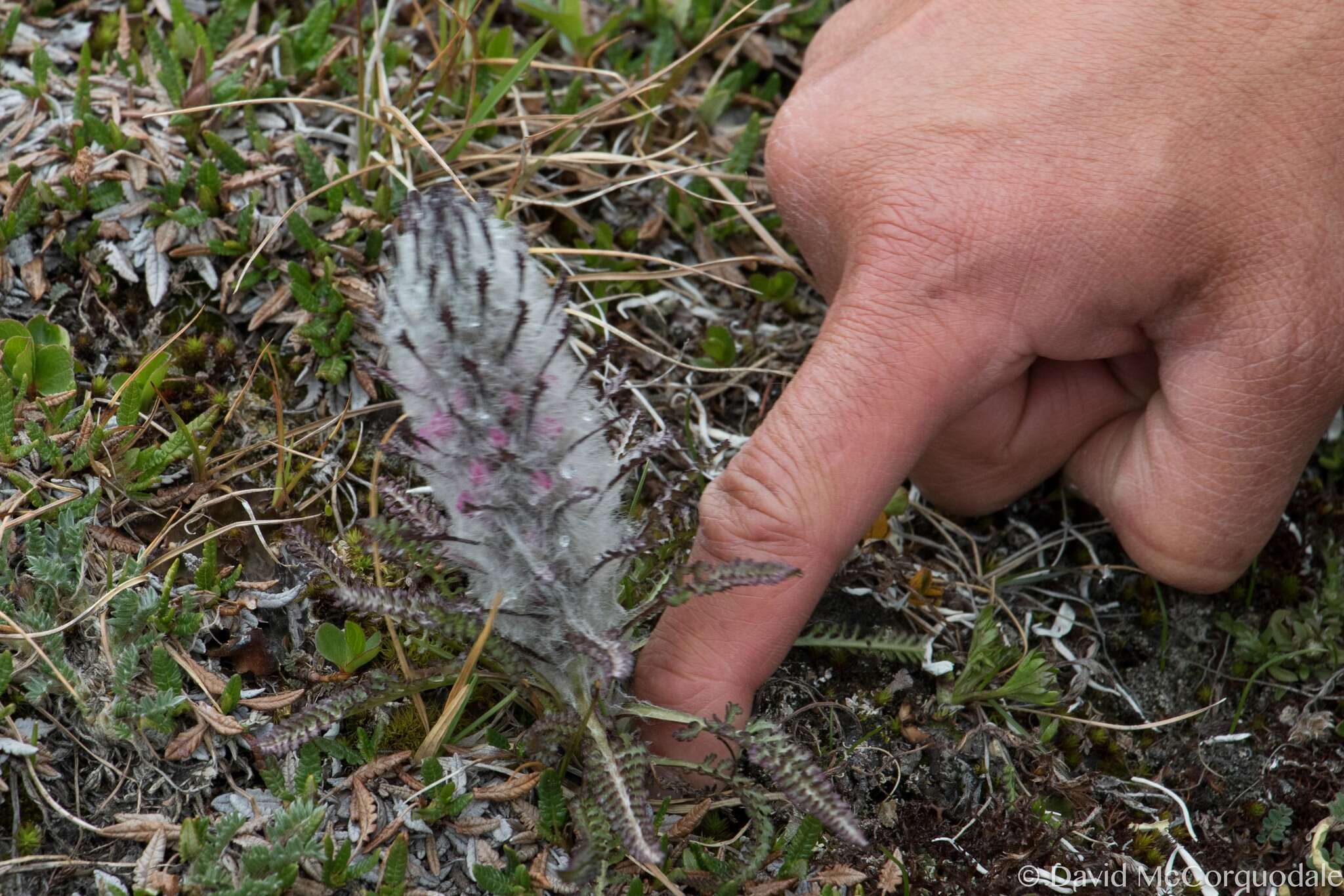 Image of woolly lousewort