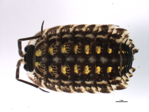 Image of <i>Porcellio spinicornis</i> Say 1818