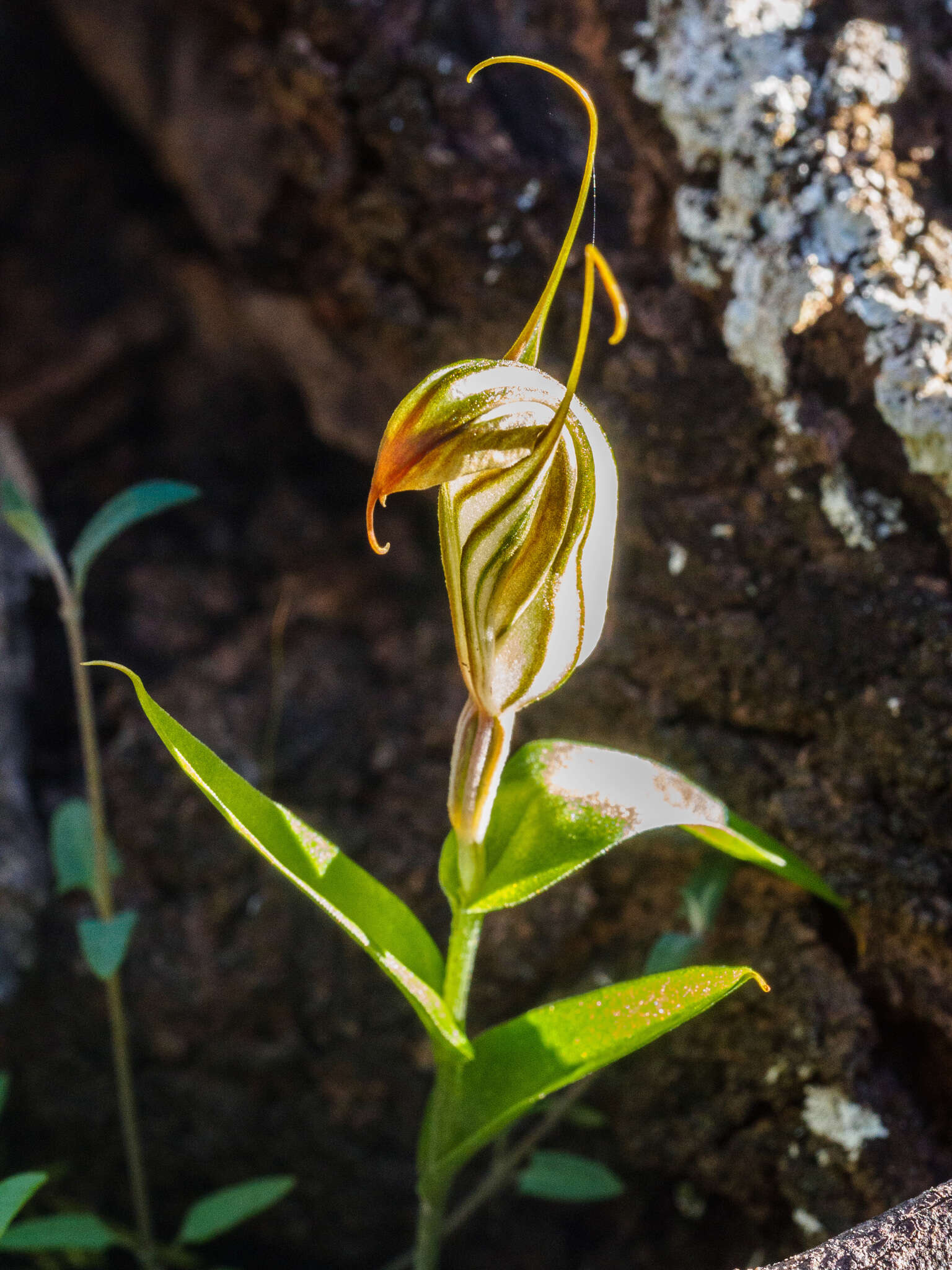 Image of Sharp-leaf greenhood