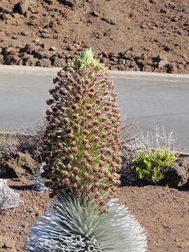 Слика од Argyroxiphium sandwicense subsp. macrocephalum (A. Gray) A. Meyrat