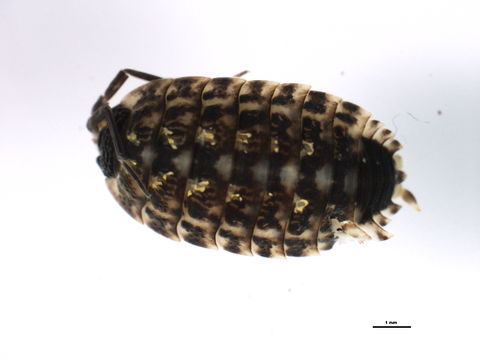 Image of <i>Porcellio spinicornis</i> Say 1818