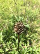 Imagem de Echinacea laevigata (C. L. Boynt. & Beadle) Blake