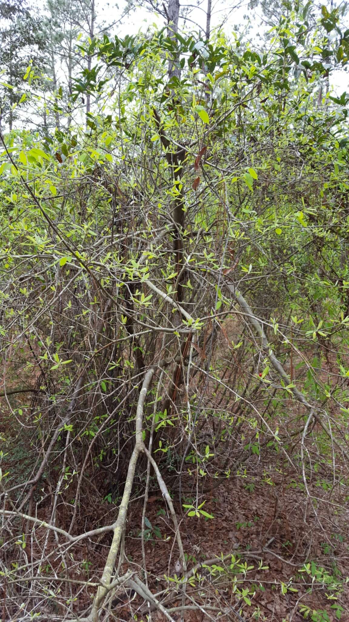 Image of sarvis holly