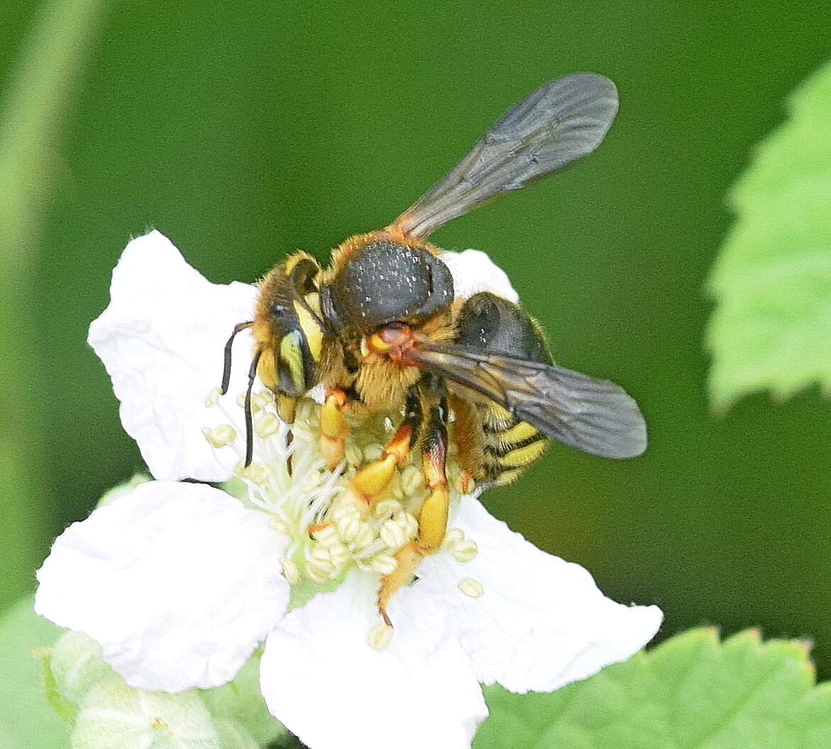 Rhodanthidium septemdentatum (Latreille 1809) resmi