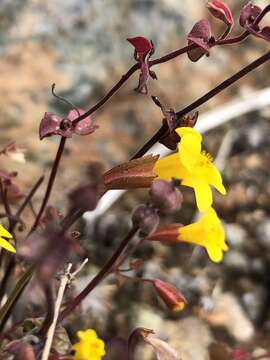 Image of Erythranthe serpentinicola