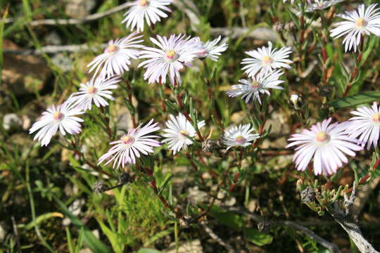 Image of Lampranthus leipoldtii (L. Bol.) L. Bol.