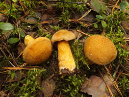 Imagem de Suillus variegatus (Sw.) Richon & Roze 1888