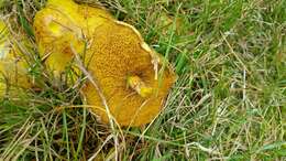Image of Chicken Fat Mushroom