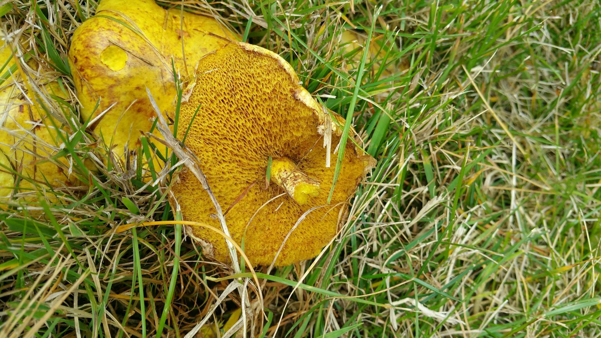 Image of Chicken Fat Mushroom