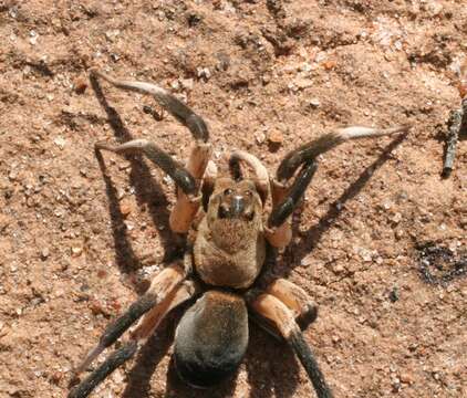 Image of Hoggicosa storri (McKay 1973)