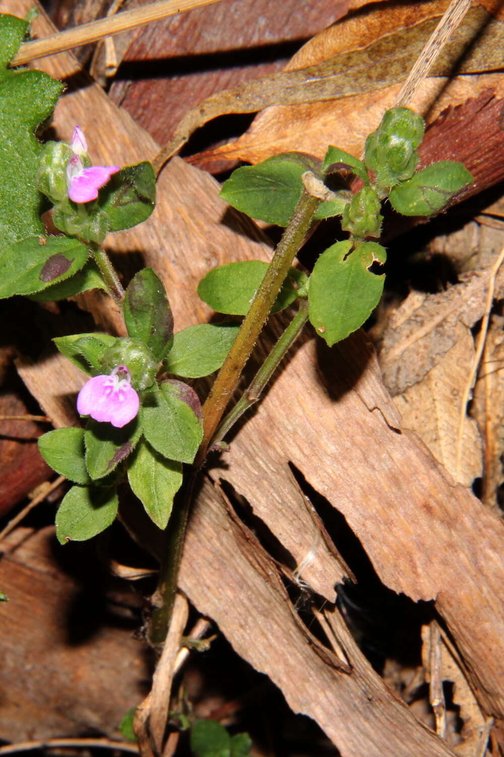 Image of Justicia obtusa (Nees) van Steenis