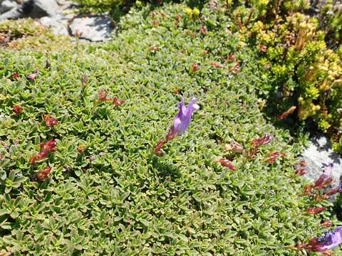 Image of Menzies' penstemon