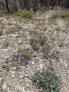 Image of Snow Mountain beardtongue