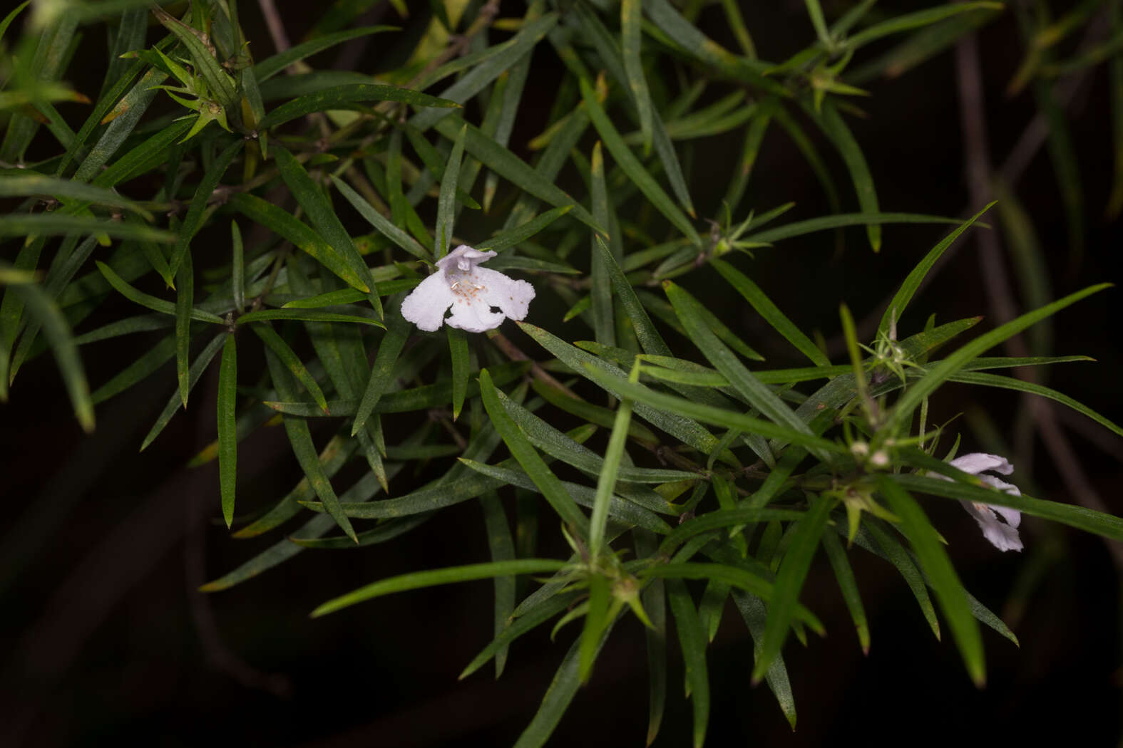 Image of Westringia blakeana B. Boivin