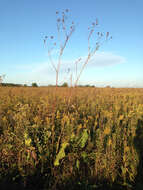 Image of prairie rosinweed