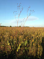 Image de Silphium terebinthinaceum Jacq.