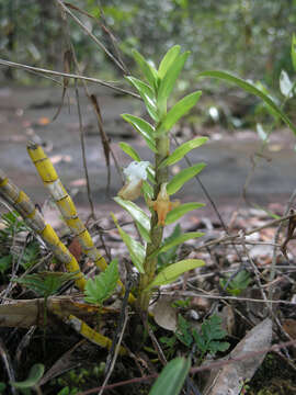 صورة Dendrobium ellipsophyllum Tang & F. T. Wang