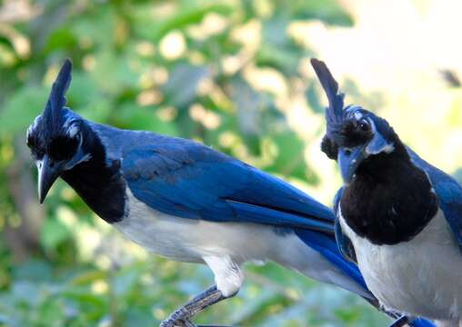 Image of Magpie-jay