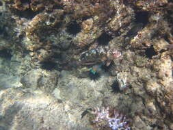 Image of Bucktooth Parrotfish