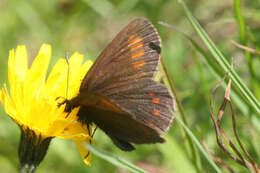 Image of Erebia pharte pharte