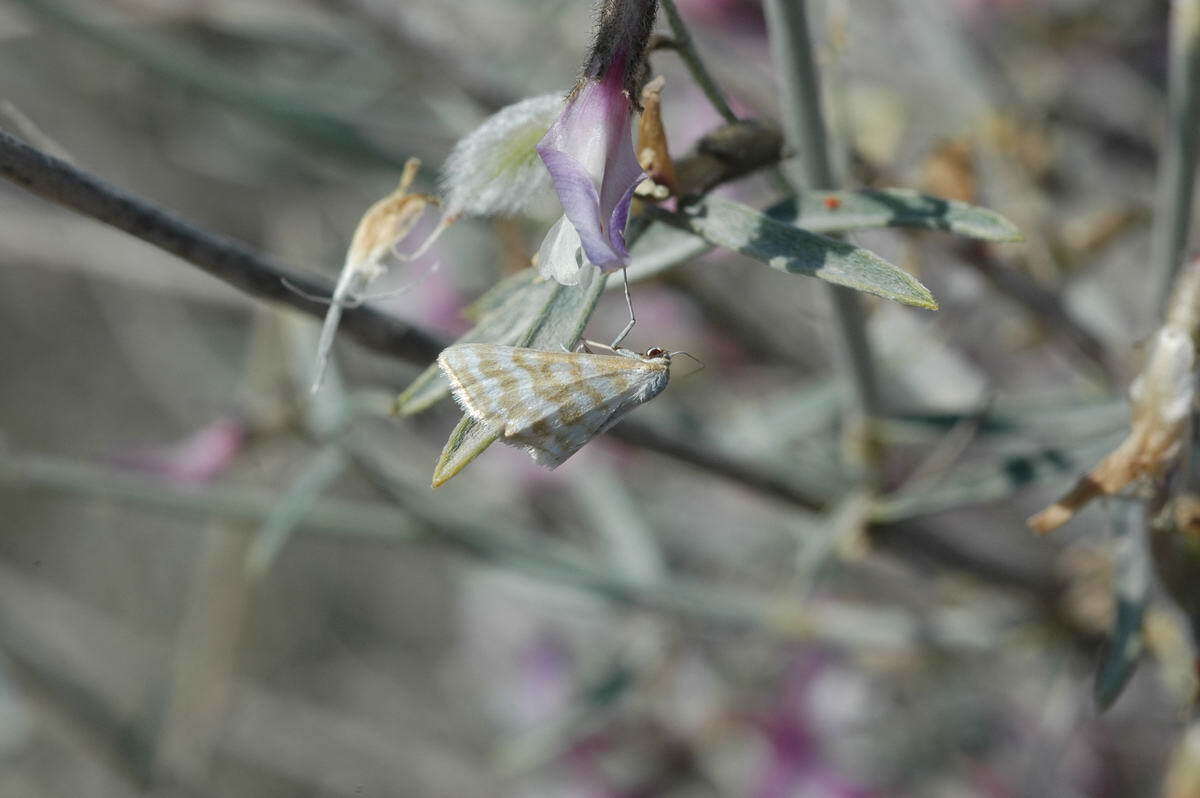 Image of Idaea sericeata