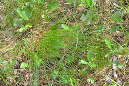 Image of Clinton's Leafless-Bulrush