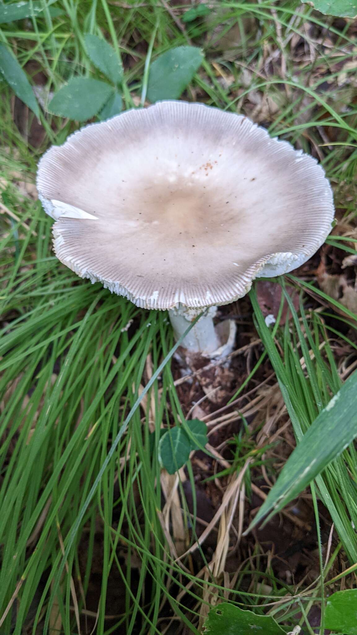 Plancia ëd Amanita imazekii T. Oda, C. Tanaka & Tsuda 2001