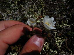 Image of entireleaf mountain-avens