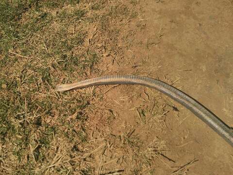 Image of Floodplain Water Snake