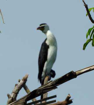 Image of Dwarf cormorants