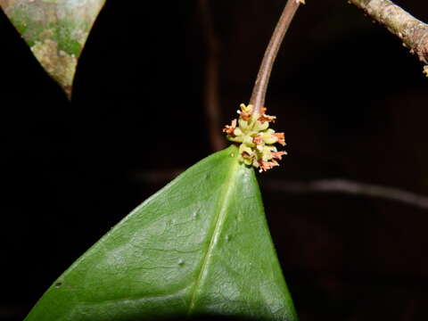 Image of Tapura guianensis Aubl.