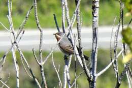 Sivun Curruca cantillans albistriata Brehm & CL 1855 kuva