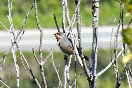 Image of Balkan Subalpine Warbler