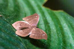 Image of Eurybia pergaea Geyer 1832