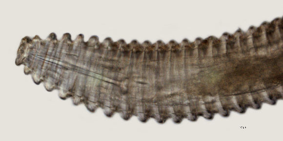 Image of <i>Lobocriconema</i>