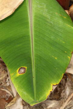 Image of Neocordana musae (Zimm.) M. Hern.-Rest. & Crous 2015