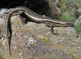 Image de Oligosoma maccanni (Hardy 1977)